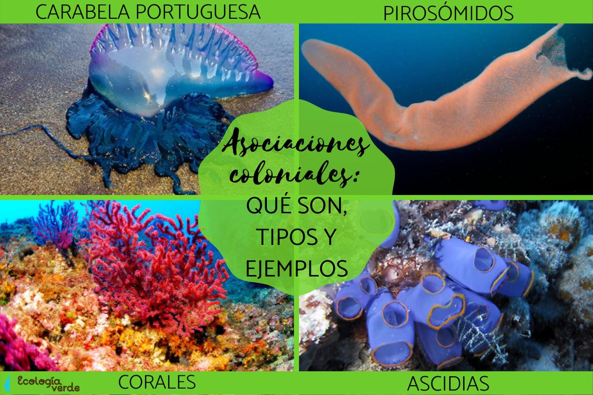 Asociaciones coloniales: qué son, tipos y ejemplos