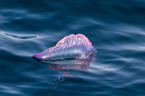 Carabela portuguesa - Características de la carabela portuguesa