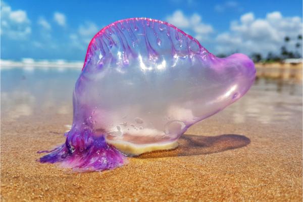 Carabela portuguesa - Dónde vive la carabela portuguesa