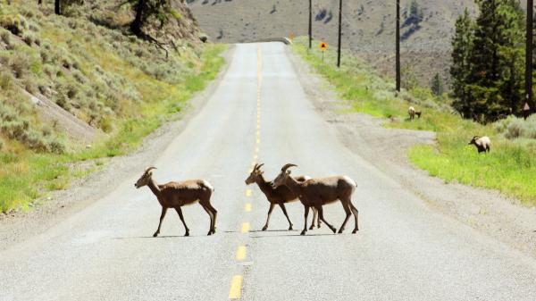EEUU da una lección a España: Arizona construye 27 cruces de fauna y reduce un 90% los accidentes con animales en carretera - España registra unos 36.000 accidentes al año relacionados con animales