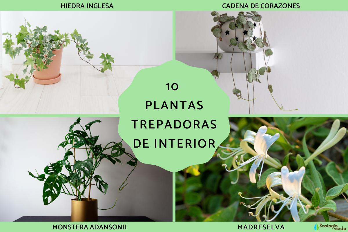 Plantas trepadoras de interior
