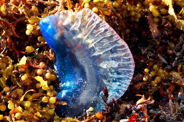 Carabela portuguesa - Reproducción de la carabela portuguesa 