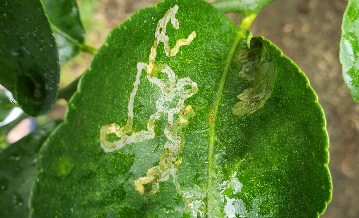 Cómo combatir el minador de los cítricos