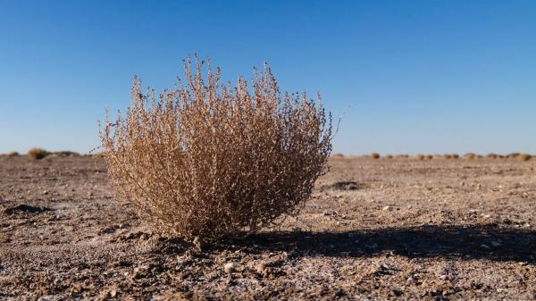 Hace 60 años, la Unión Soviética secó un mar entero para regar cultivos de algodón: hoy ya se han plantado arbustos en 1,7 millones de hectáreas para frenar la erosión y las tormentas de polvo - Cómo la agricultura soviética convirtió el Mar de Aral en un desierto