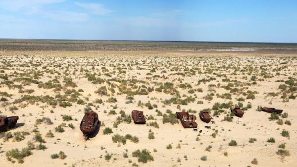Hace 60 años, la Unión Soviética secó un mar entero para regar cultivos de algodón: hoy ya se han plantado arbustos en 1,7 millones de hectáreas para frenar la erosión y las tormentas de polvo - El saxaul, el arbusto que Uzbekistán planta para frenar el avance del desierto