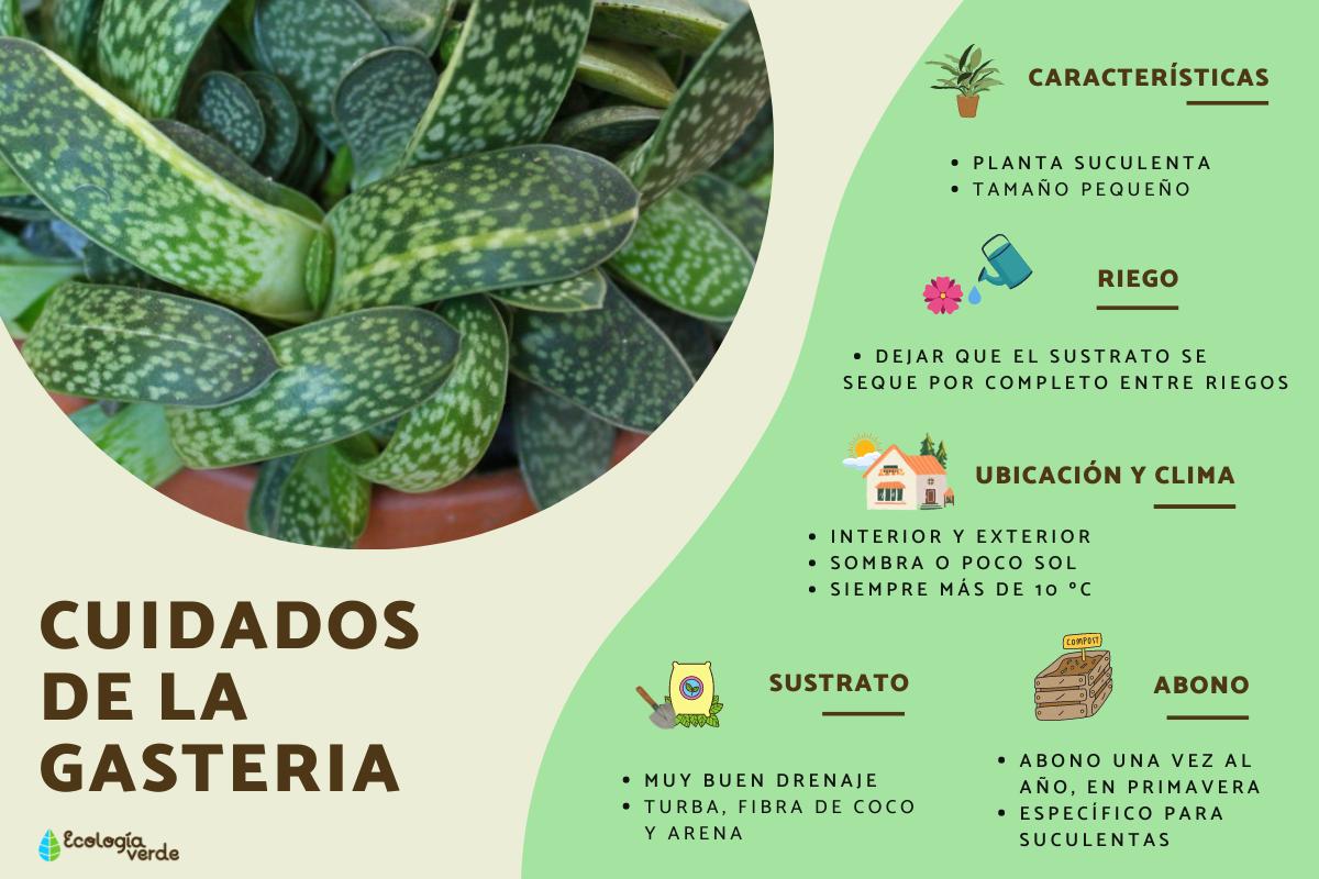 Gasteria: cuidados y tipos