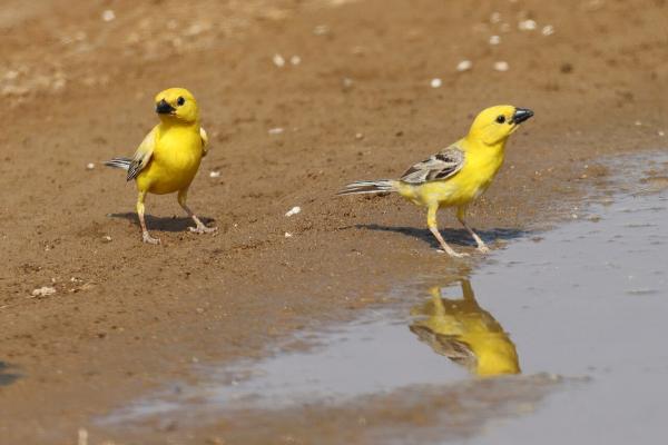 Tipos de gorriones - Gorrión árabe (Passer euchlorus)
