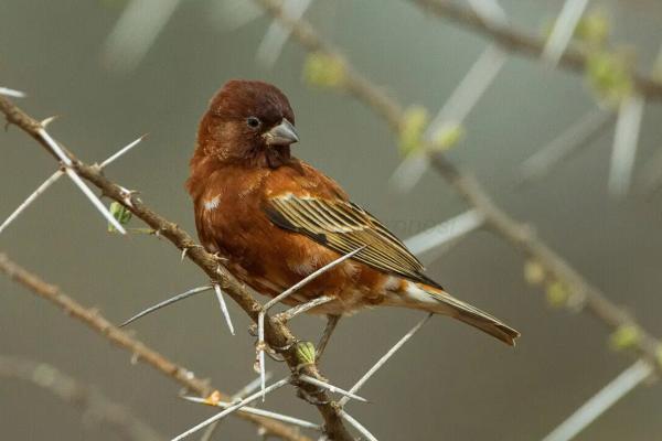 Tipos de gorriones - Gorrión castaño (Passer eminibey)