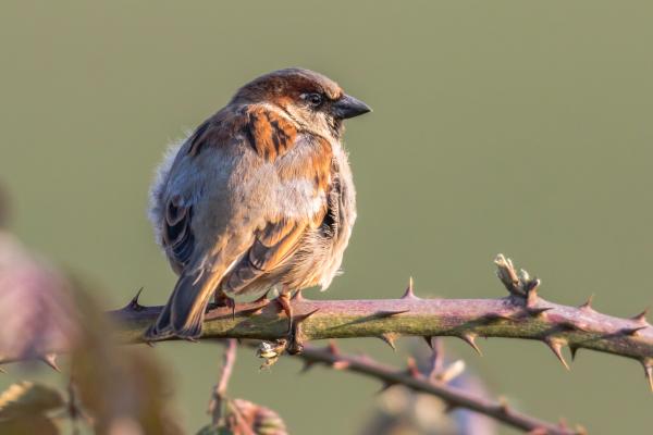 Tipos de gorriones - Gorrión común (Passer domesticus)