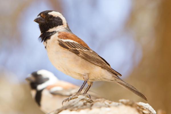 Tipos de gorriones - Gorrión de El Cabo (Passer melanurus)