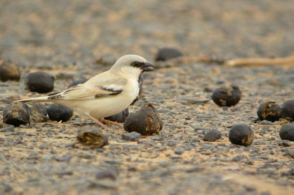 Tipos de gorriones - Gorrión del desierto (Passer simplex)