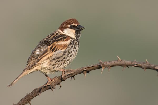Tipos de gorriones - Gorrión español (Passer hispaniolensis)