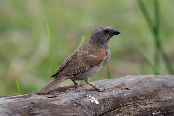 Tipos de gorriones - Gorrión gris (Passer griseus)