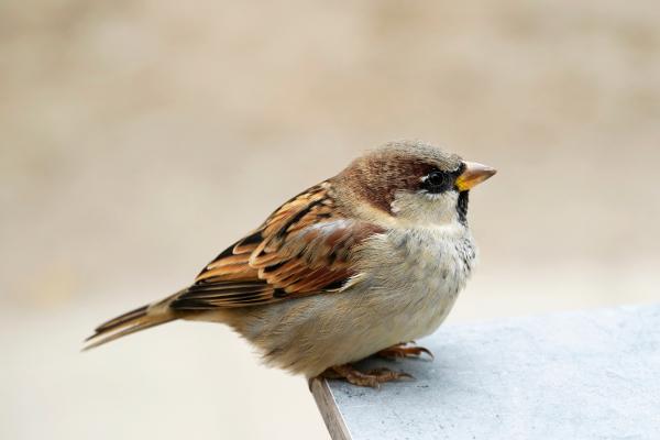 Tipos de gorriones - Gorrión italiano (Passer italiae)