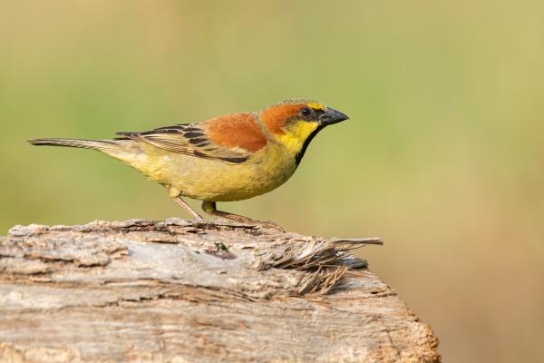 Tipos de gorriones - Gorrión liso (Passer flaveolus)