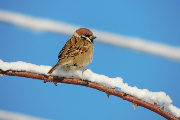 Tipos de gorriones - Gorrión molinero (Passer montanus)