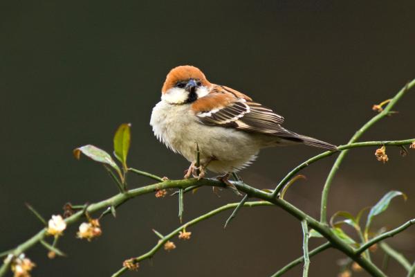 Tipos de gorriones - Gorrión rutilante (Passer rutilans)