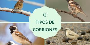 Tipos de gorriones