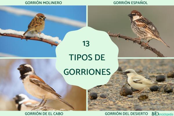 Tipos de gorriones