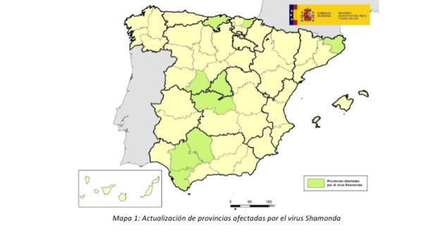 Mide 2 milímetros y transmite el virus Shamonda: el diminuto insecto que ya ha llegado a España y se ha detectado en nueve provincias - El virus Shamonda ya se ha detectado en nueve provincias españolas