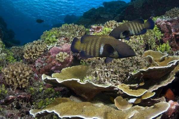 La biodiversidad de los océanos