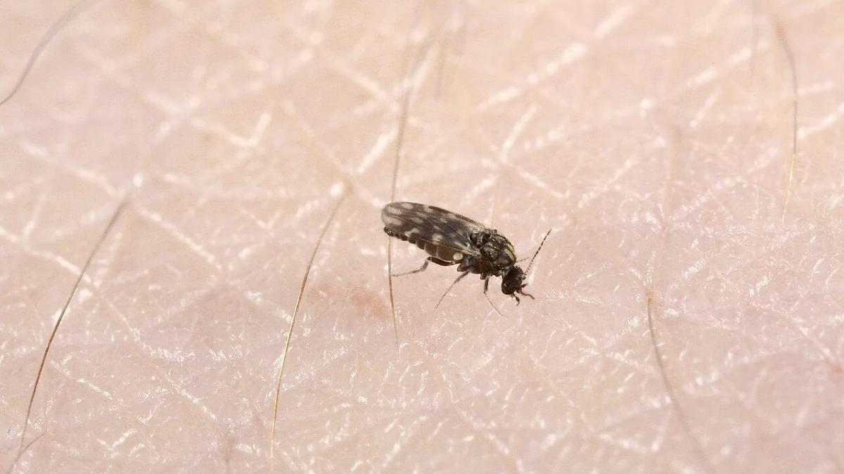 Mide 2 milímetros y transmite el virus Shamonda: el diminuto insecto que ya ha llegado a España y se ha detectado en nueve provincias