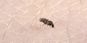 Mide 2 milímetros y transmite el virus Shamonda: el diminuto insecto que ya ha llegado a España y se ha detectado en nueve provincias
