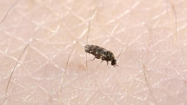Mide 2 milímetros y transmite el virus Shamonda: el diminuto insecto que ya ha llegado a España y se ha detectado en nueve provincias