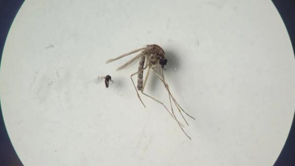 Mide 2 milímetros y transmite el virus Shamonda: el diminuto insecto que ya ha llegado a España y se ha detectado en nueve provincias - Qué es el Culicoides, el diminuto insecto que transmite el virus Shamonda