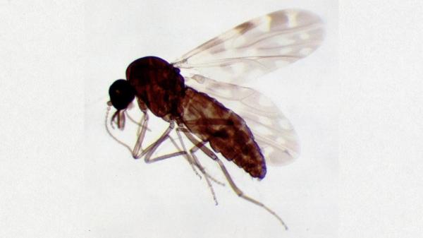 Mide 2 milímetros y transmite el virus Shamonda: el diminuto insecto que ya ha llegado a España y se ha detectado en nueve provincias - Qué síntomas provoca el virus Shamonda en el ganado