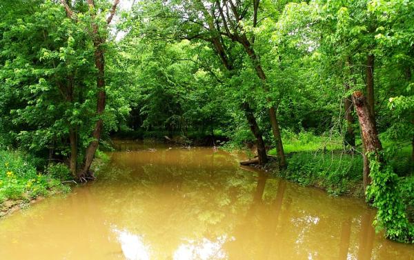 Tipos de selvas - Selva en galería