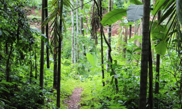 Tipos de selvas - Selva templada