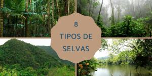 Tipos de selvas