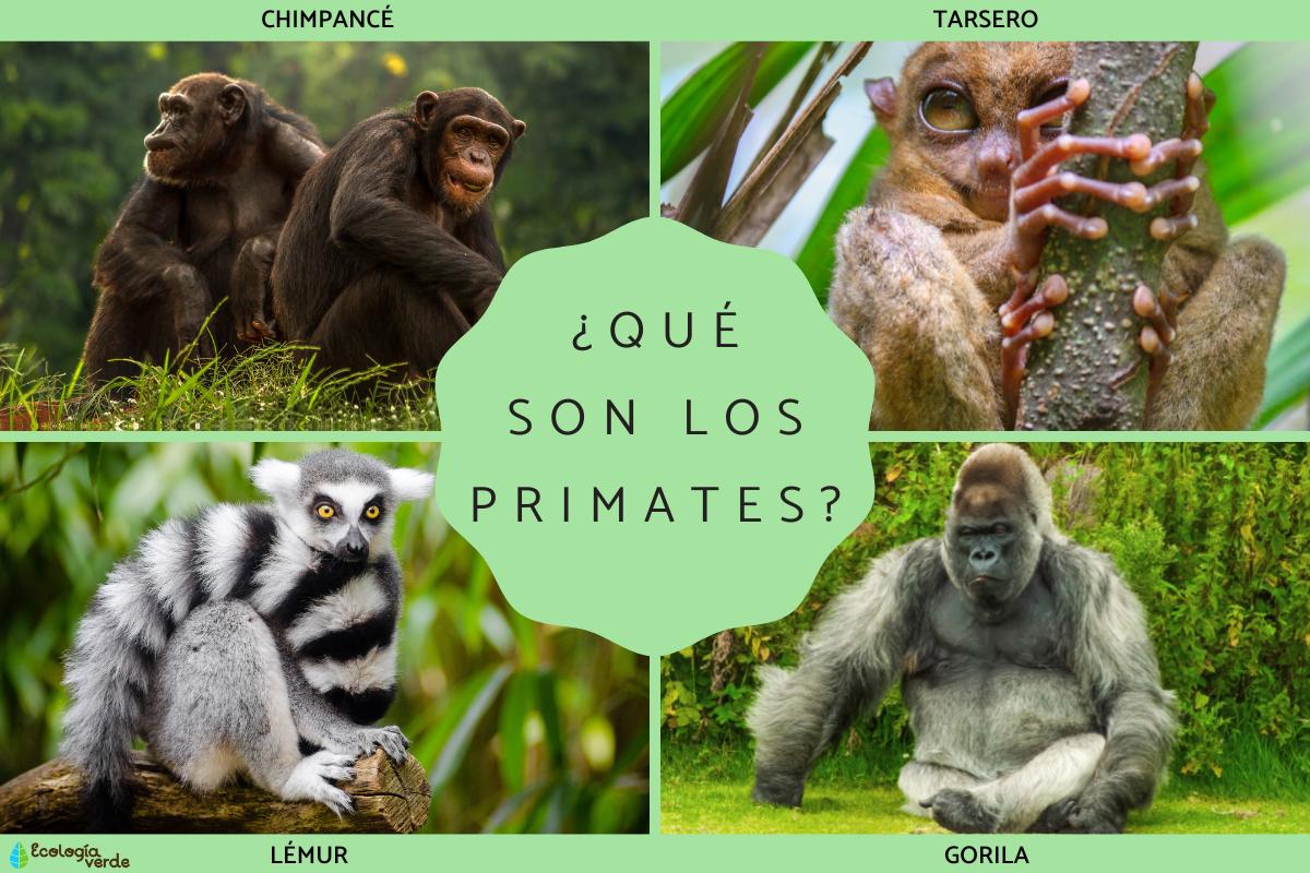 Primates: qué son y tipos