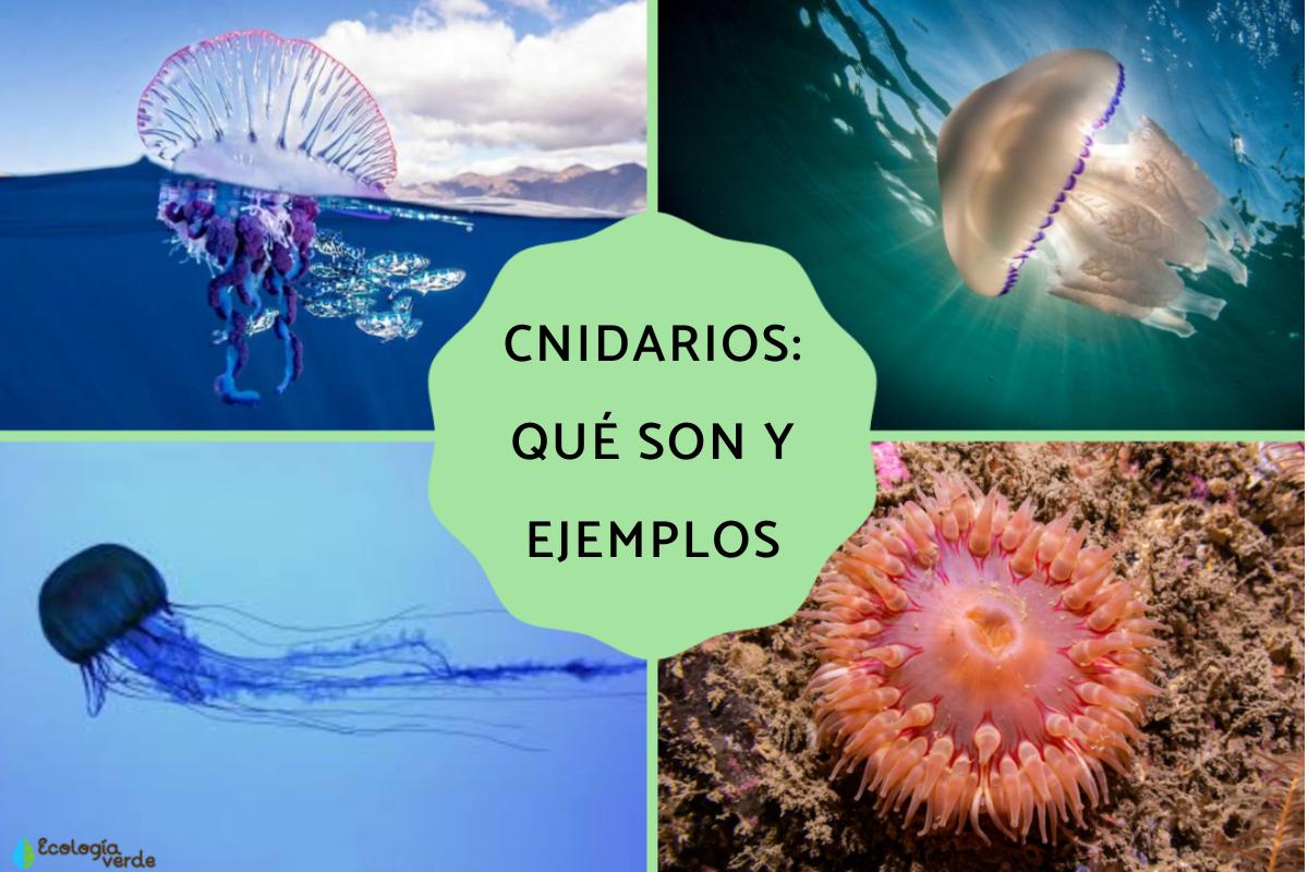 Cnidarios: características y ejemplos