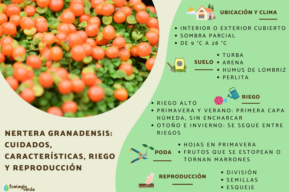 Nertera granadensis: cuidados, características, riego y reproducción