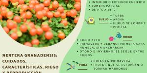 Nertera granadensis: cuidados, características, riego y reproducción