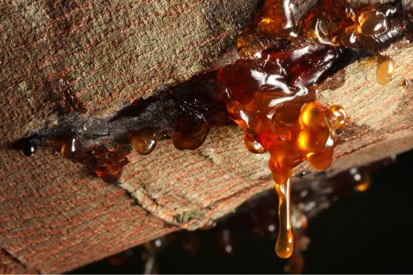 ¿El ámbar es un mineral? - ¿Por qué el ámbar no es un mineral?