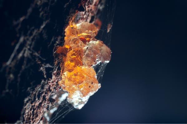 ¿El ámbar es un mineral? - Qué es el ámbar y de dónde sale