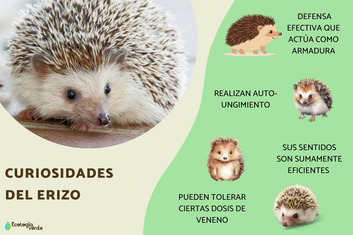 Curiosidades del erizo