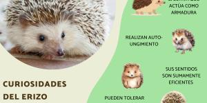 Curiosidades del erizo
