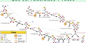 Glucólisis: qué es, funciones y fases