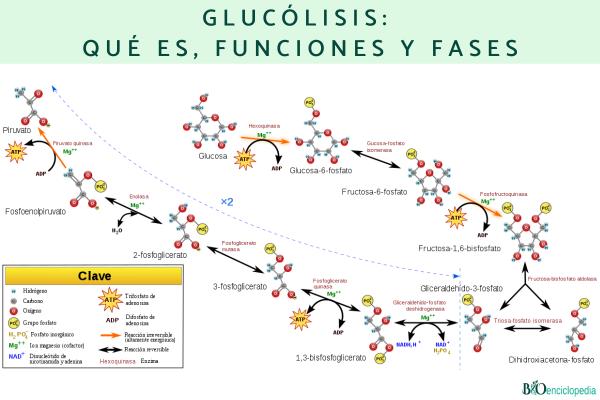 Glucólisis: qué es, funciones y fases