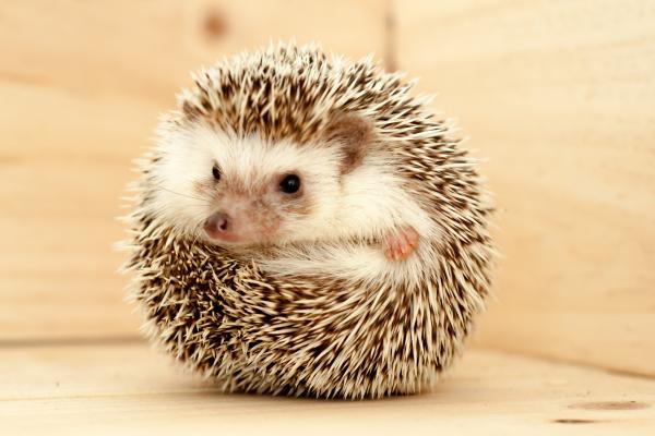 Curiosidades del erizo - Posee una defensa efectiva que actúa como armadura