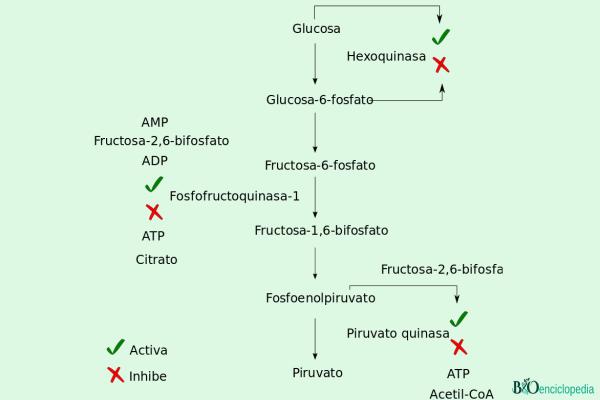 Glucólisis: qué es, funciones y fases - Qué es la glucólisis 