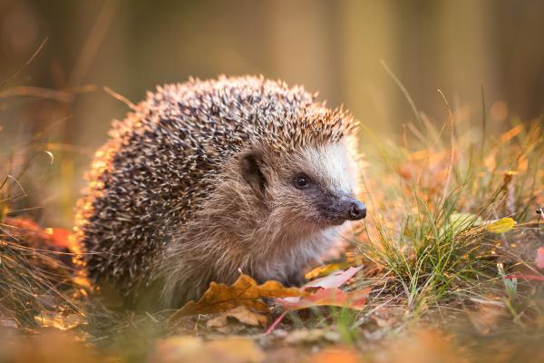 Curiosidades del erizo - Su tenencia esta restringida en algunos países