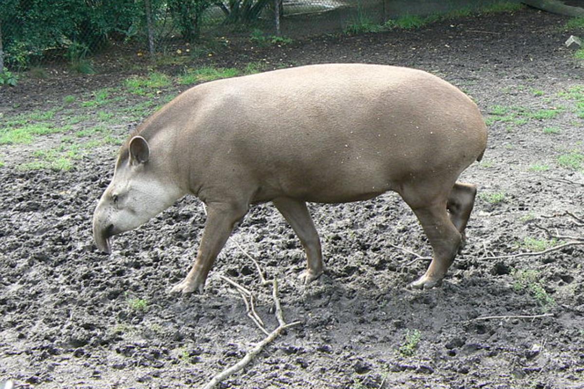 Por qué el tapir está en peligro de extinción