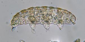Extremófilos: qué son, características y ejemplos