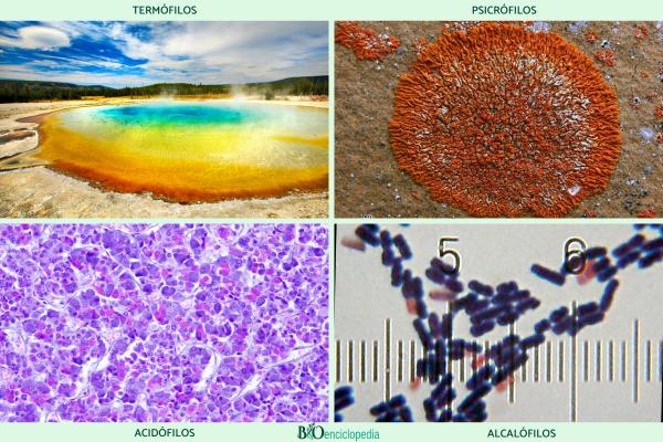 Extremófilos: qué son, características y ejemplos - Qué son los extremófilos y tipos