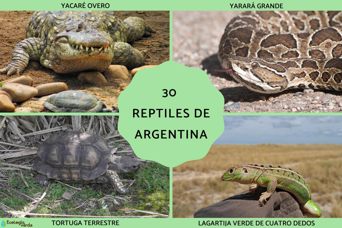 Reptiles de Argentina